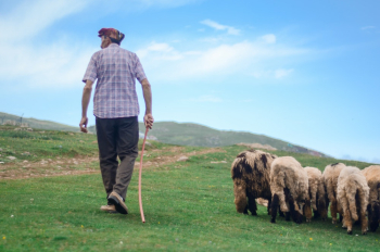 Back View Photo of Shepherd Walking His Flock of Sheep in Grass Field Back View Photo of Shepherd Walking His Flock of Sheep in Grass Field
