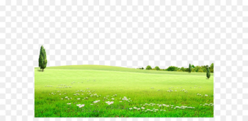 Background green meadow, prairie, flowers, nature, outdoor tourism 