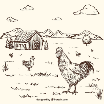 Background of rooster sketch on a farm Background of rooster sketch on a farm