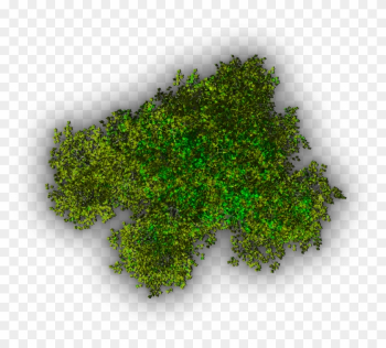 Background Top Tree Transparent Image - Top View Trees Transparent