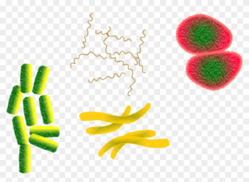 Bacteria