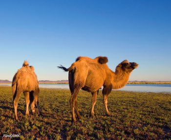 Bactrian camel animal animal themes | Free stock photo - 376895 Bactrian camel animal animal themes | Free stock photo - 376895