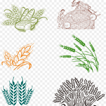Bakery Common wheat - wheat Bakery Common wheat - wheat