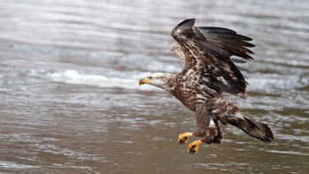 bald eagle about to land bald eagle about to land