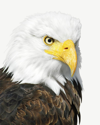 Bald eagle bird, animal collage | Free PSD - rawpixel Bald eagle bird, animal collage | Free PSD - rawpixel