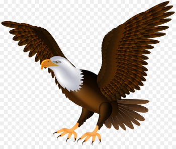 Bald Eagle Bird Clip art - eagle Bald Eagle Bird Clip art - eagle