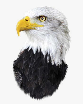 Bald eagle bird collage element | Free PSD - rawpixel Bald eagle bird collage element | Free PSD - rawpixel