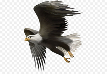 Bald Eagle Bird Golden eagle Clip art - Flying Eagles Bald Eagle Bird Golden eagle Clip art - Flying Eagles
