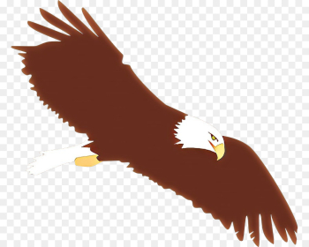 bald eagle bird of prey bird golden eagle eagle bald eagle bird of prey bird golden eagle eagle