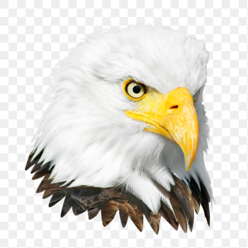 Bald eagle bird png, transparent | Free PNG - rawpixel Bald eagle bird png, transparent | Free PNG - rawpixel