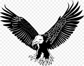 Bald Eagle Bird - The eagle fly Bald Eagle Bird - The eagle fly