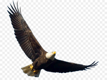 Bald Eagle Bird Turkey vulture Buzzard - eagle Bald Eagle Bird Turkey vulture Buzzard - eagle
