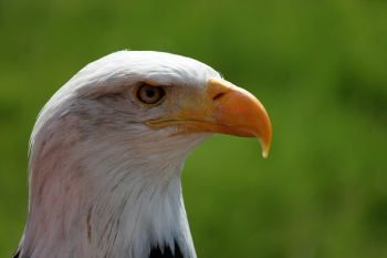 Bald Eagle Closeup Photography Bald Eagle Closeup Photography