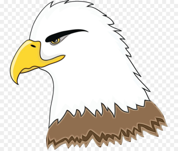 bald eagle eagle bird beak bird of prey bald eagle eagle bird beak bird of prey