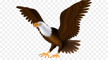 Bald Eagle, Eagle, Bird PNG Bald Eagle, Eagle, Bird PNG