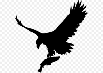 Bald Eagle, Eagle, Royaltyfree, Bird PNG Bald Eagle, Eagle, Royaltyfree, Bird PNG