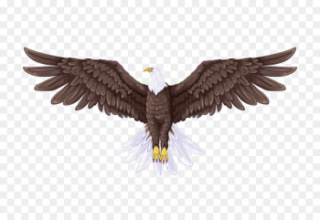 Bald Eagle Flight Drawing - Brown eagle Bald Eagle Flight Drawing - Brown eagle