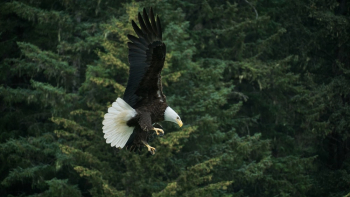 Bald Eagle Flying Across Green Trees Bald Eagle Flying Across Green Trees