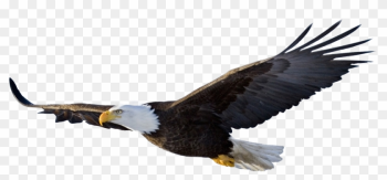 Bald Eagle Flying - Flying Eagle Png Bald Eagle Flying - Flying Eagle Png