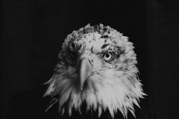bald eagle greyscale photography bald eagle greyscale photography