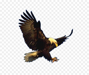 Bald Eagle, Hawk, Eagle, Bird, Vertebrate PNG Bald Eagle, Hawk, Eagle, Bird, Vertebrate PNG