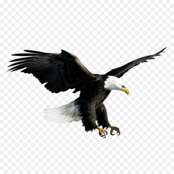Bald Eagle Hawk Falconiformes - Flying eagle Bald Eagle Hawk Falconiformes - Flying eagle