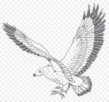 Bald eagle Hawk Gin Vulture Distillation - backward banner Bald eagle Hawk Gin Vulture Distillation - backward banner