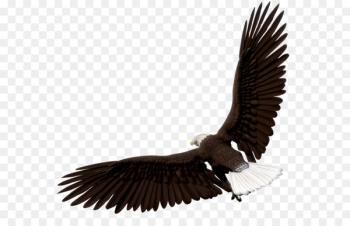 Bald eagle Image Graphics Bird - eagle Bald eagle Image Graphics Bird - eagle