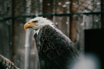 Bald Eagle in Close-up Photography Bald Eagle in Close-up Photography