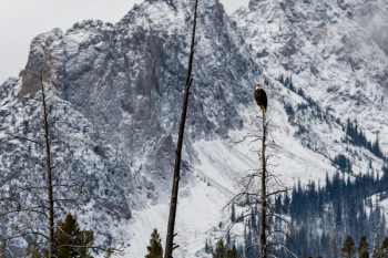 Bald Eagle on Tree Bald Eagle on Tree