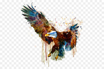 Bald eagle Watercolor painting Bird - eagle Bald eagle Watercolor painting Bird - eagle