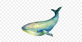 Baleen whale Blue Whale Illustration - whale Baleen whale Blue Whale Illustration - whale