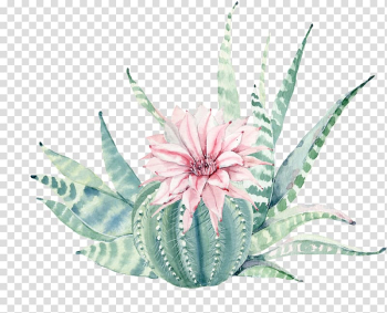 Ball cactus plant , Succulent plant Painting Canvas print Cactaceae, Hand painted watercolor, pink flowers, green plants transparent background PNG clipart