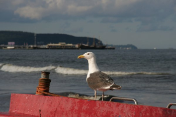 Baltic Sea Coast, Poland, Sopot, Boats, Bird, Seagull Baltic Sea Coast, Poland, Sopot, Boats, Bird, Seagull