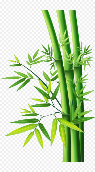 Bamboo - Bamboo Bamboo Bamboo - Bamboo Bamboo