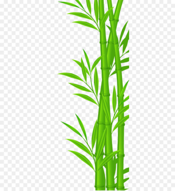Bamboo Euclidean vector Illustration - bamboo Bamboo Euclidean vector Illustration - bamboo