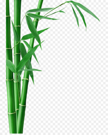Bamboo Forest Fargesia murielae Bamboo textile Bamboo charcoal - Bamboo Bamboo 