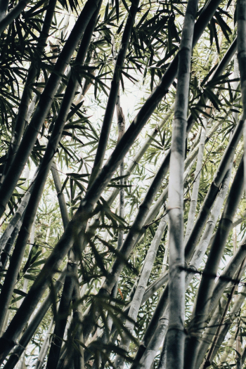 Bamboo Grass Bamboo Grass