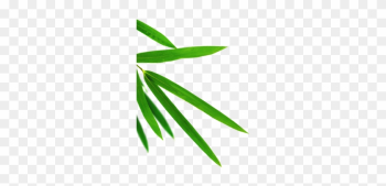 Bamboo Leaves, Bamboo Leaves, Leaf, Leaves Green Png - Leaf