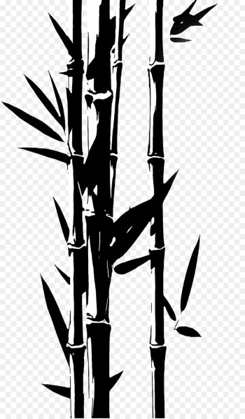 bamboo plant stem plant grass family tree bamboo plant stem plant grass family tree