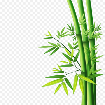 Bamboo Wallpaper - bamboo Bamboo Wallpaper - bamboo