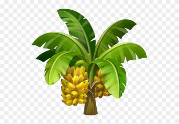 Banana - Banana Tree Images Hd Png