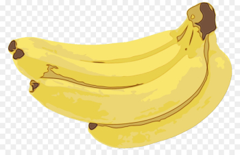 banana family banana yellow saba banana cooking plantain banana family banana yellow saba banana cooking plantain