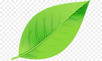 Banana leaf Banana leaf