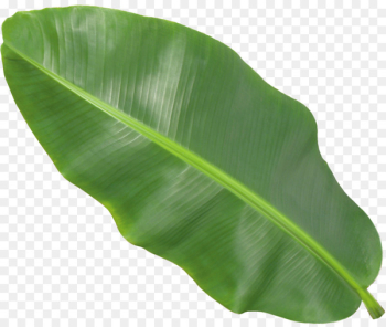 Banana leaf - Banana leaf -