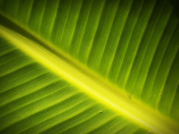 Banana Leaf Banana Leaf