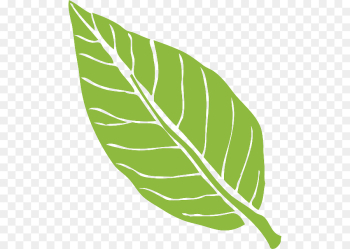 Banana leaf Banana leaf