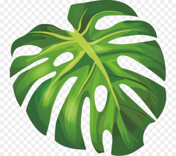 Banana leaf Arecaceae - banana Banana leaf Arecaceae - banana