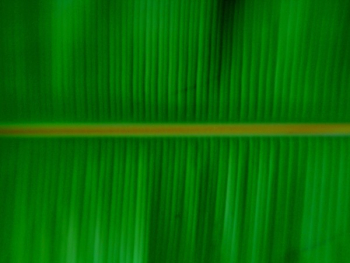 banana leaf background banana leaf background