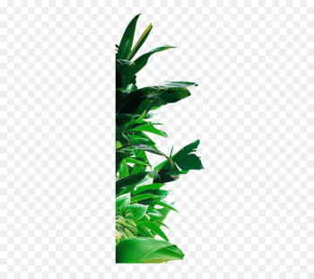 Banana leaf Banana leaf - Green banana leaf Banana leaf Banana leaf - Green banana leaf